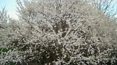 Portrait of a large tree, rich in apple blossoms, slow-motion frame. Persistent Stock Footage 157762826