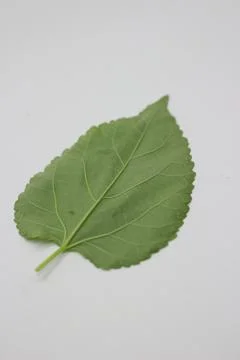A portrait of a leaf with a white background Foto stock