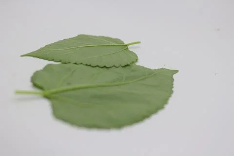 A portrait of a leaf with a white background Stock Photos