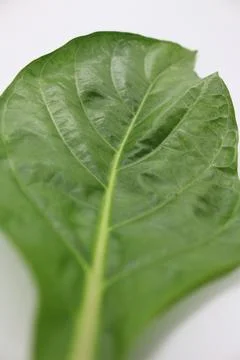 A portrait of a leaf with a white background Stock Photos