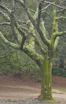 Portrait of a leafless oak tree Stock Photos