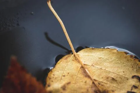 A portrait of the leafstalk part of a yellow colored fallen leaf fallen down Stock Photos