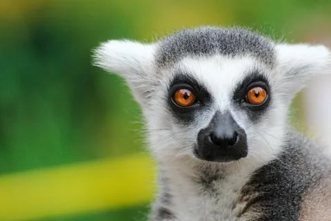 Portrait lemur - monkey from madagaskar Stock Photos