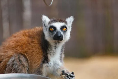 Portrait of a lemur. Stock Photos