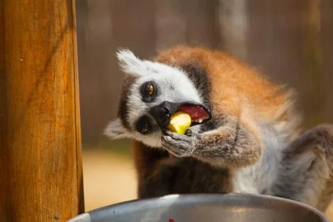 Portrait of a lemur. Stock Photos