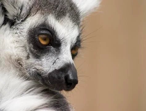 Portrait of a Lemur Stock Photos