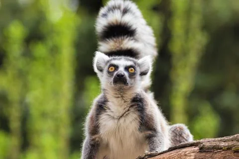 Portrait of a lemur Stock Photos