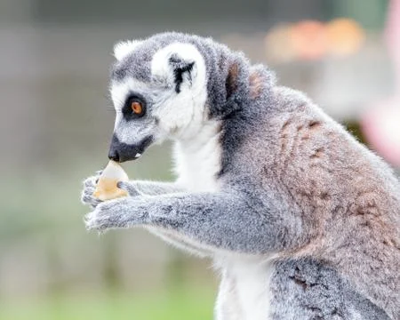 Portrait of lemur Stock Photos