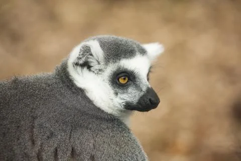 Portrait of lemur Stock Photos