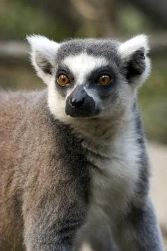 Portrait of a Lemur Stock Photos