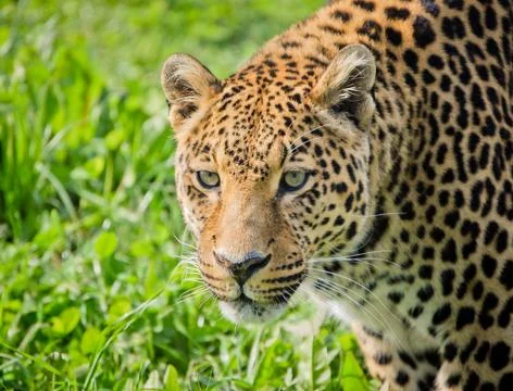 Portrait of leopard against grass Stock Photos