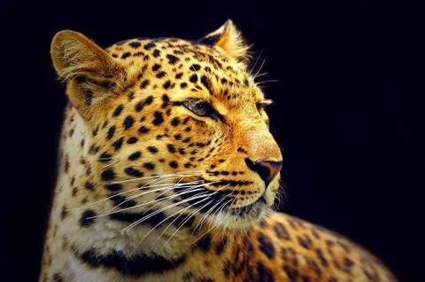 Portrait of leopard on black Stock Photos