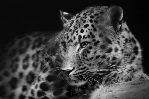 Portrait of a leopard close-up Stock Photos