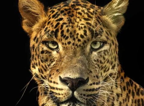 Portrait leopard with extreme close-up. Stock Photos