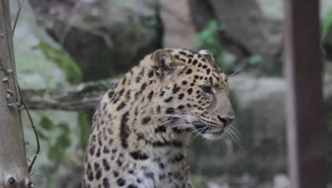 Portrait of a leopard Stock Footage 8568653