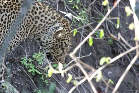 A portrait of a leopard hiding behind thin branches in green bushes Stock Photos