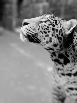 Portrait Of Leopard Looking Upward Stock Photos