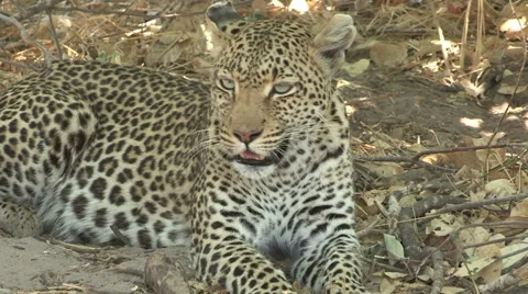 Portrait of leopard lying on ground and looking around Stock Footage 46374214