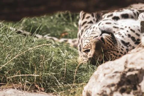 A portrait of a leopard lying on its back resting. The animal just opened its Stock Photos