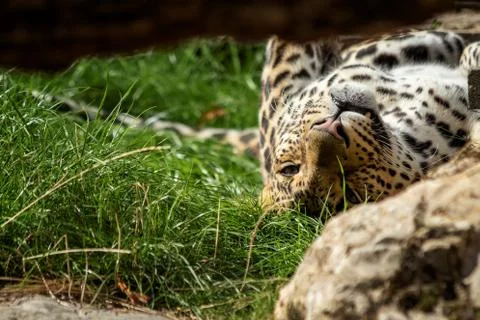 A portrait of a leopard lying on its back resting. The animal just opened its Stock Photos