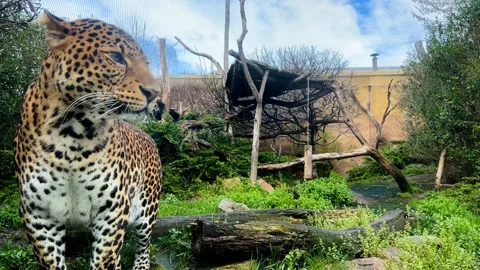 Portrait of a leopard. Macro shot of the leopard posing for the camera. Stock Footage 237325235