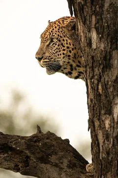 A portrait of a leopard, Panthera pardus, in a tree, side profile. Foto stock