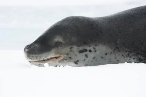 Portrait of a leopard. Stock Photos