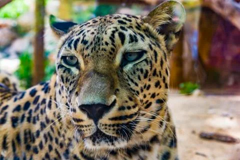 Portrait of Leopard Stock Photos