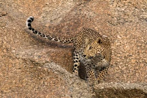 Portrait of a leopard Foto stock