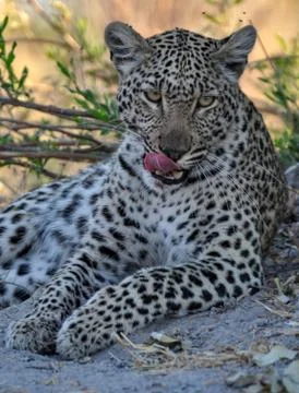 Portrait of a leopard 写真素材