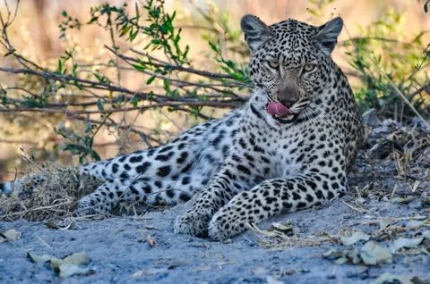 Portrait of a leopard 写真素材