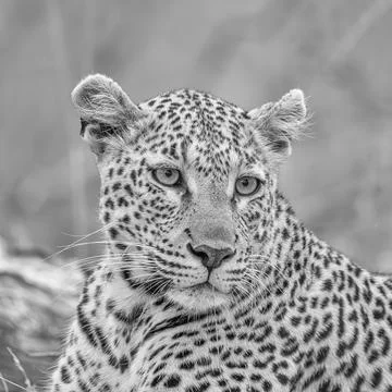 Portrait of a leopard Foto stock