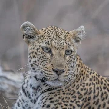 Portrait of a leopard Foto stock