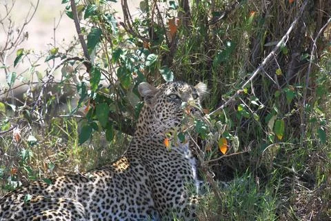 A portrait of a leopard resting n the shade of green bushes Stock Photos