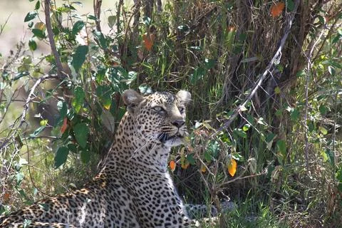 A portrait of a leopard resting n the shade of green bushes Stock Photos