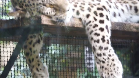 Portrait of a leopard rests in his cage Stock Footage 89850797
