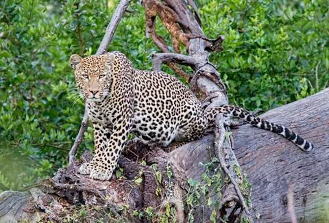 Portrait of leopard sitting on tree in forest Stock Photos