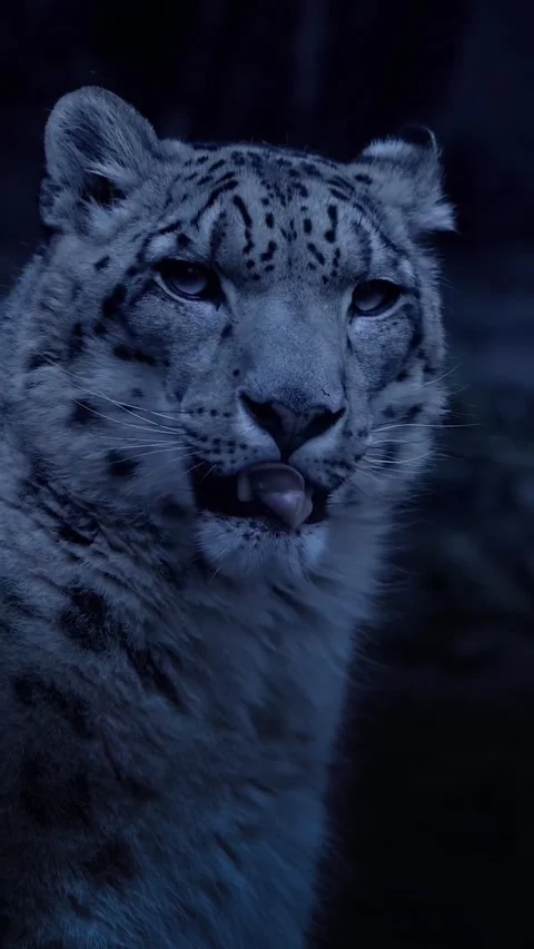 Portrait of a leopard in the snow Stock Footage 275172848