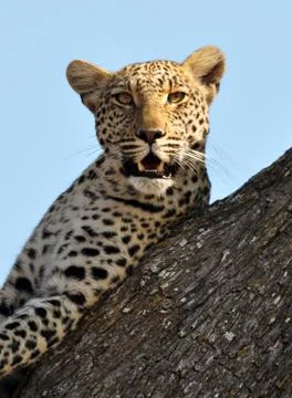 Portrait of a leopard in a tree Stock Photos