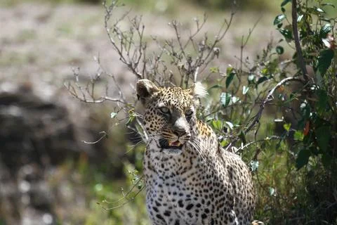 A portrait of a leopard walking through green bushes Stock-Fotos