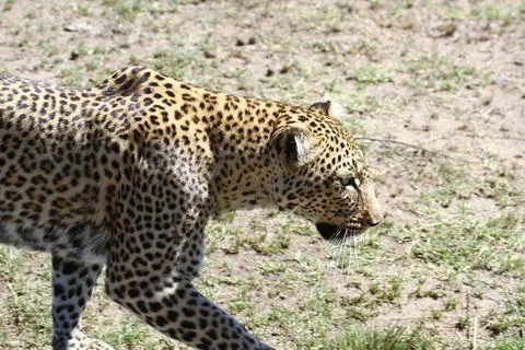 A portrait of a leopard walking through green bushes, side view Stock Photos
