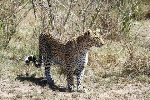 A portrait of a leopard walking through green bushes Stock-Fotos