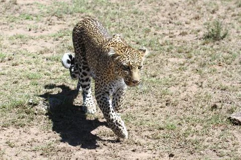 A portrait of a leopard walking through green bushes towards the camera Stock Photos