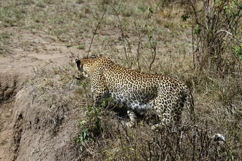 A portrait of a leopard walking through green bushes Stock Photos