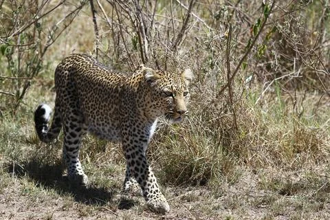 A portrait of a leopard walking through green bushes Stock Photos