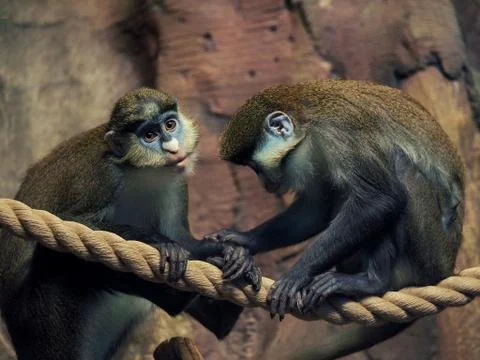 Portrait of Lesser Spot-Nosed Monkey Stock Photos