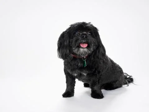 Portrait of Lhasa Apso Stock Photos