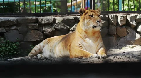 Portrait liger carefully looking Stock Footage 40431314