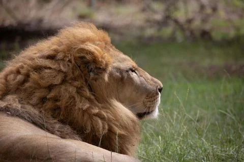 Portrait of a lion, close-up. Foto stock