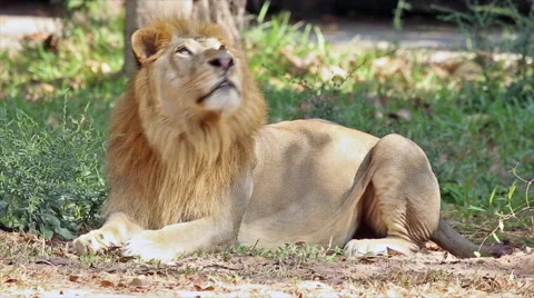 Portrait lion Vídeos de archivo 61258066